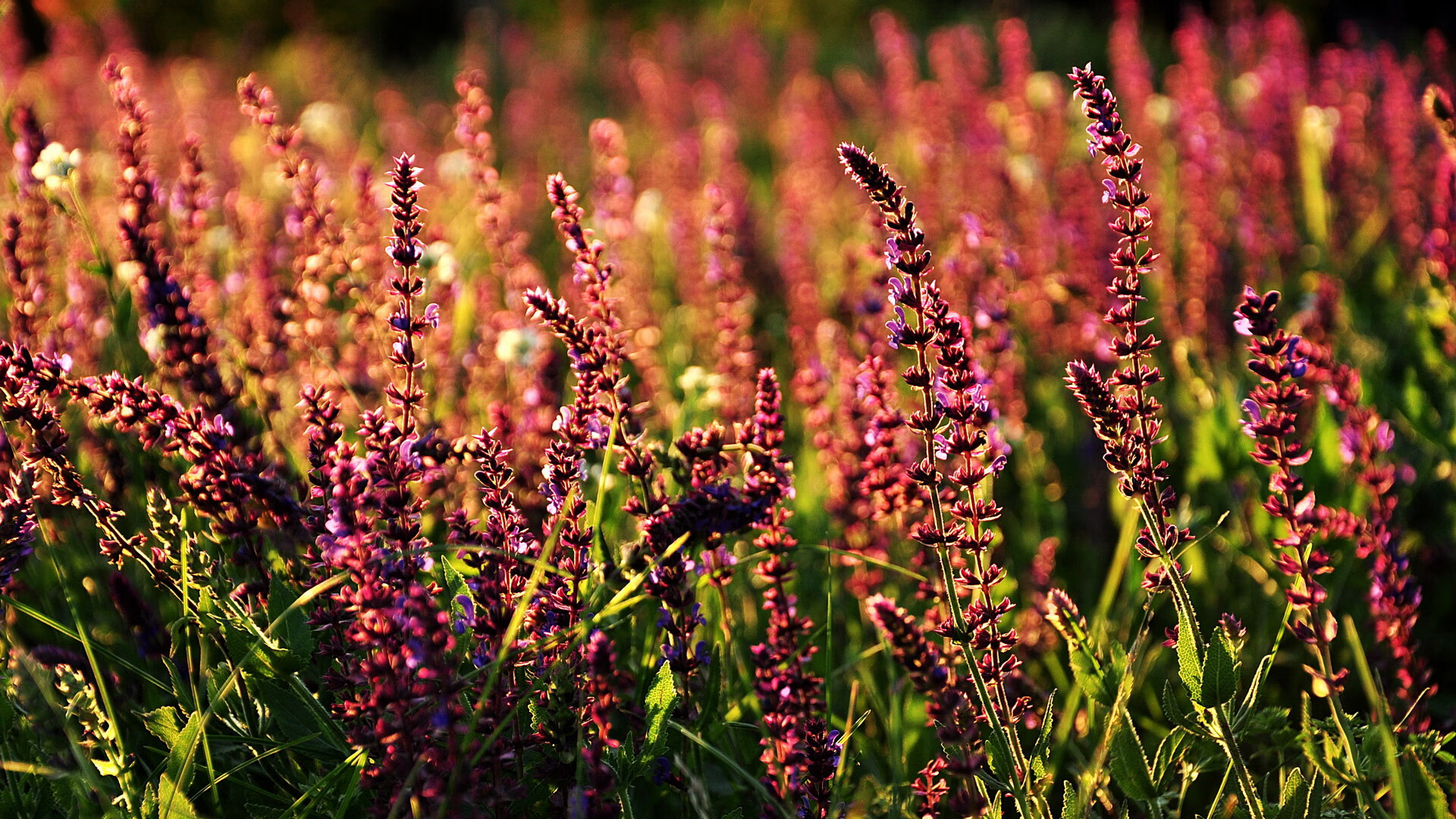 九游登录中心-NBA官方推“球员+AI”互动内容，球迷点赞不断，nba ai是谁