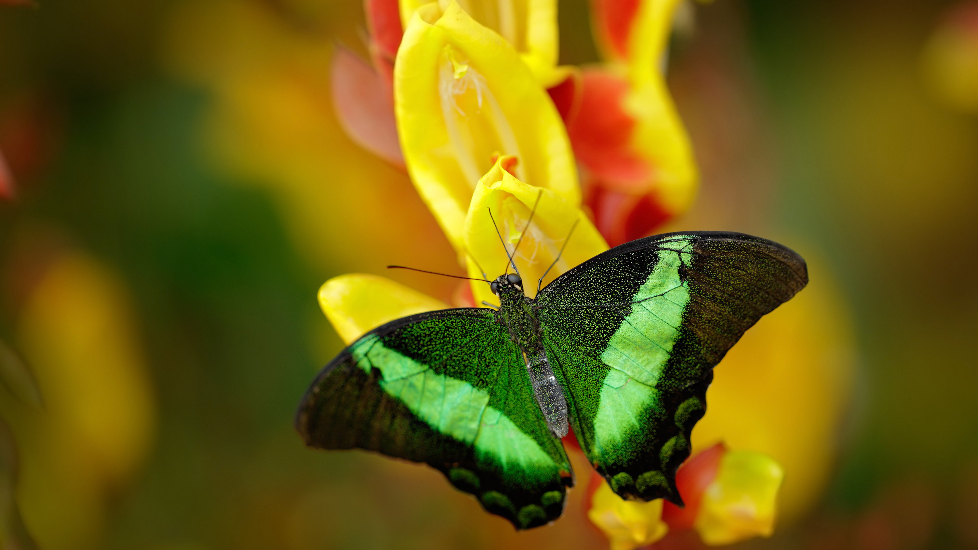 九游游戏中心-NBA开启“全球青年篮球挑战赛”，吸引数百队报名，篮球青少年锦标赛