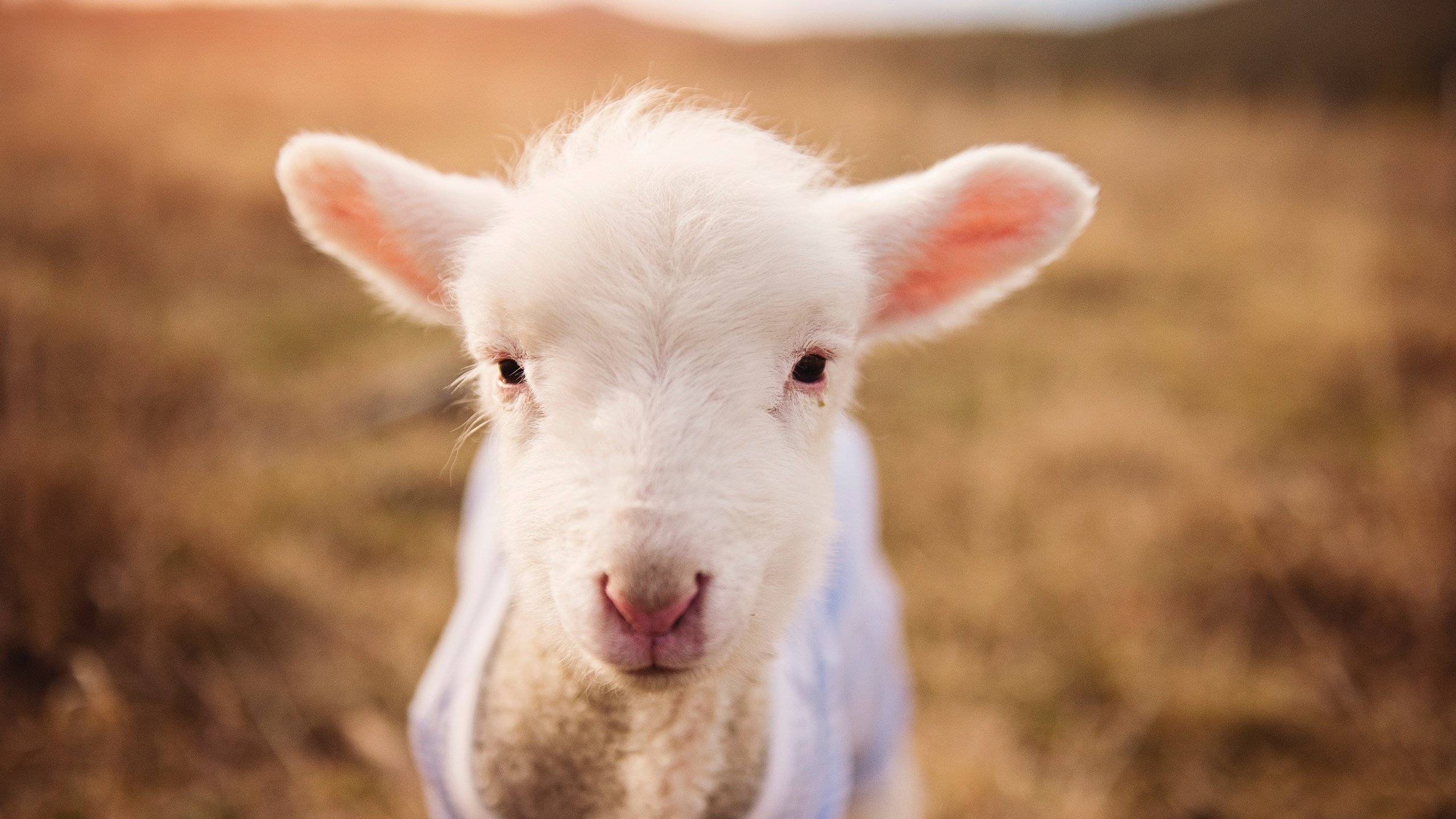 季后赛大咖秀：明星球员的巅峰对决，nba巨星季后赛掉链子场次