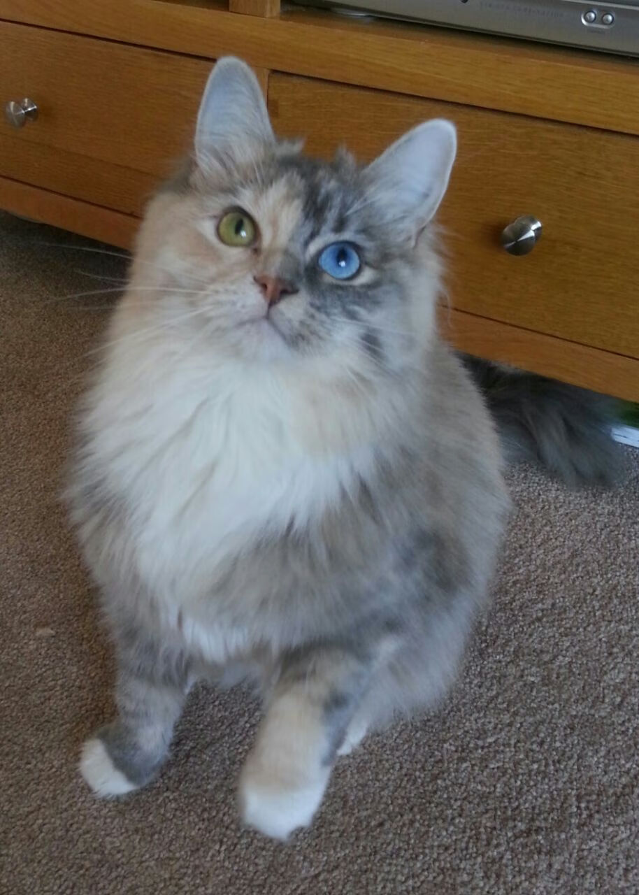 数字青训“全流程管理+智能硬件”行业创新带动行业快速变革，数字青少年宫官网